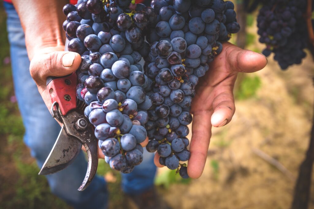La producció de Vi de Menorca IGP arriba al seu màxim històric